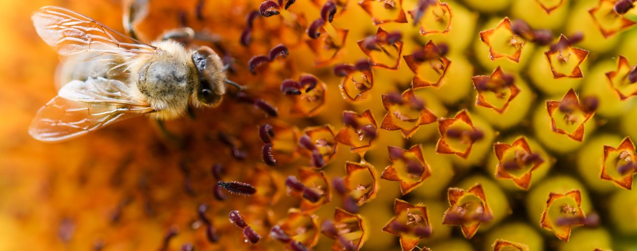 banner-bee-on-sunflower